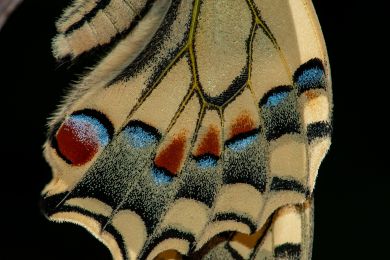 Jürgen Fesser: Flügelschuppen eines Schwalbenschwanes